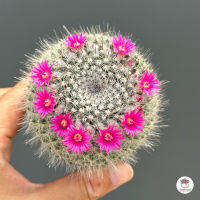 แมมแม่เฒ่า #ไซส์2.5นิ้ว แมมฮาเนียน่า Mammillaria Hahniana แคคตัส กระบองเพชร cactus&amp;succulent