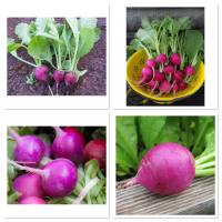 เมล็ดพันธุ์ แรดิช สีม่วง (Purple Plum Radish Seed) บรรจุ 150 เมล็ด