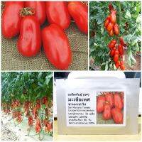 เมล็ดพันธุ์ มะเขือเทศ แซนมาซาโน่ (San Marzano Tomato Seed) 50 เมล็ด คุณภาพดี ราคาถูก ของแท้