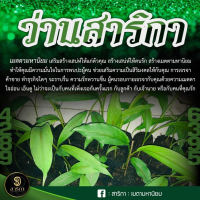 ว่านสาริกาลิ้นทอง. 1กิโล