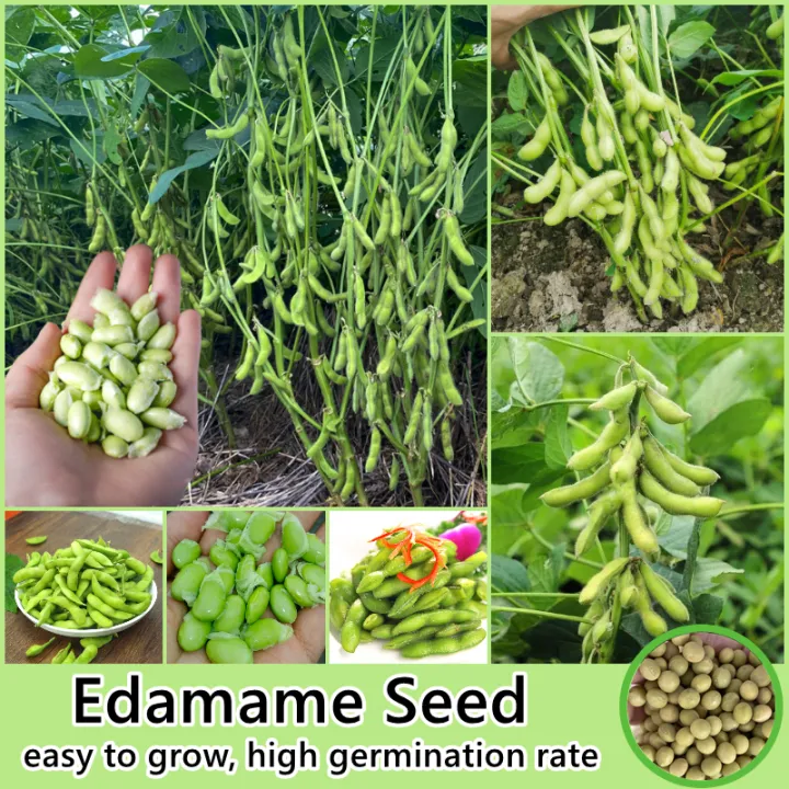 40 เมล็ด/ห่อ ถั่วแระญี่ปุ่น เมล็ดพันธุ์ Edamame Seed (Vegetable Seeds