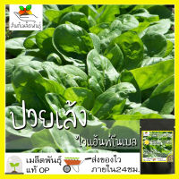 เมล็ดพันธุ์ ปวยเล้ง ไจแอ้นท์โนเบล 200 เมล็ด Giant Noble Spinach seed เมล็ดพันธุ์แท้ นำเข้าจากต่างประเทศ ปลูกผัก สวนครัว