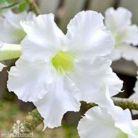 12 เมล็ด เมล็ดพันธุ์ ชวนชม สายพันธุ์ไต้หวัน ดอกสีขาว Adenium Seeds กุหลาบทะเลทราย Desert Rose ราชินีบอนไซ อัตราการงอกสูง 80-90% มีคู่มือปลูก