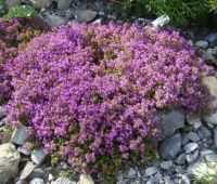 เมล็ดพันธุ์ Garden Seeds ไทม์เลื้อย thymus serpyllum creeping thyme สีม่วง 500 เมล็ด เมล็ดพันธุ์ Garden Seedsนำเข้าจาก อังกฤษ