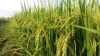 Gạo đặc sản kampot 5kg - gieo trồng tại vùng biên giơi tây ninh - ảnh sản phẩm 3