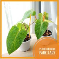 ( Pro+++ )++ . Philodendron Painted Lady ฟิโลเดนดรอน เพนท์เลดี้ ในกระถางขาว+จานรอง ไม้เลื้อยด่างลายหินอ่อน แต่งบ้าน แต่งออฟฟิต ราคาดี ต้นไม้ ฟอก อากาศ กระถาง ต้นไม้ ไม้ ประดับ ต้นไม้ ปลูก ใน บ้าน