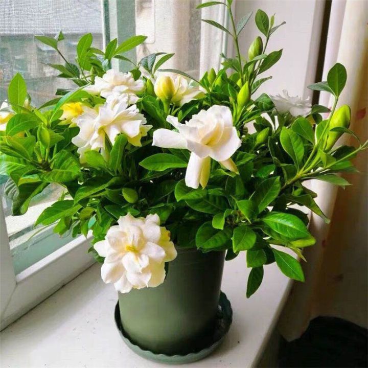 ดอกจัสมินดอกมะลิ2-5-10ชิ้น