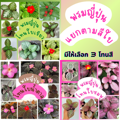 พรมญี่ปุ่น "แยกตามสีใบ" (ใบชมพู/ใบเขียวเงิน/ใบน้ำตาล) คละแบบตามโทนสี (กระถาง 3 นิ้ว)