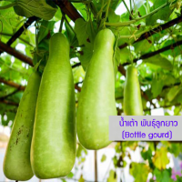 เมล็ดพันธุ์ น้ำเต้า พันธุ์ลูกยาว (Bottle gourd) 10 เมล็ด ปลูกง่าย ปลูกได้ทั่วไทย