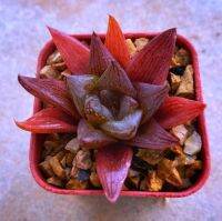 Haworthia comptoniana x cymbiformis ‘Zan-1’ A071