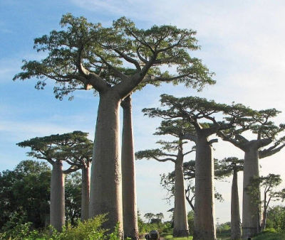 ต้น เบาบับ มาดากัสการ์ สายพันธุ์ดิจิทาทา Baobub ต้นไม้อายุยืนที่สุดในโลก