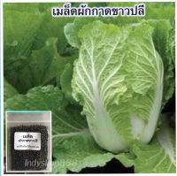 เมล็ดพันธุ์ผักกาดขาวปลี 300-500 เมล็ด (10 เเถม 1 คละได้)