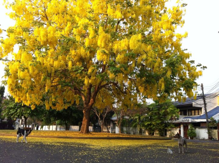 100-เมล็ด-เมล็ดพันธุ์-ราชพฤกษ์-หรือ-ต้นคูณเหลือง-ดอกคูน-สีเหลือง-1-ในไม้มงคล-ดอกไม้ประจำชาติไทย-seed