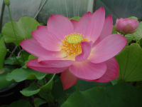 5 เมล็ดพันธุ์ บัว สายพันธุ์ MAGGIE BELLE SLOCUM LOTUS สีชมพู เพาะปลูกและเก็บเมล็ดในไทย ขยายพันธุ์ในไทยได้ สายพันธุ์นิยมปลูกที่สุดในโลก