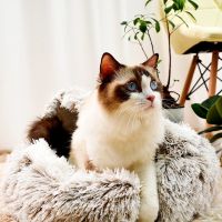 New Style Pet Dog Cat Bed Round Plush Cat Warm Bed House Soft Long Plush Bed For Small Dogs For Cats Nest 2 In 1 Cat Animals Bed