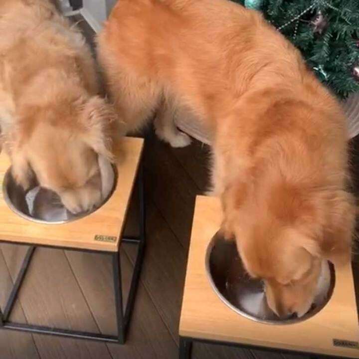 Atasco 100 Percent Whole Goat Milk Powder For Pets 400g (Best Before