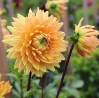 1 หัว/ออเดอร์ รักเร่ Dahlia Bulb สายพันธุ์ Noordwijks Glorieหัวรักเร่ ดอกไม้ หัวหน่อ เหง้า นำเข้า เนเธอร์แลน หัวสดใหม่