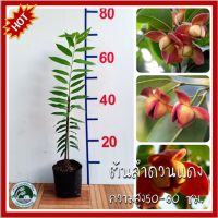 ต้นลำดวนแดง ลำดวนแดง ลำดวน ต้นลำดวน หอมนวล ส้มสุก โสก อโศกน้ำ Melodorum fruticosum Lour. cv. ‘Lamduan Daeng’