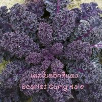 เมล็ดพันธุ์ OP เคลใบหยิก สีแดง - Scarlet Curly Kale 1 ซอง 30 เมล็ด เมล็ดนำเข้าจากอเมริกา  ปลูกง่าย คุณค่าทางอาหารสูง