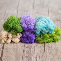 20/40g Natural Norwegian Reindeer Moss Preserved Dried Craft Flower Stamen Decoration Wedding Ornament Fairy Garden Decor Access