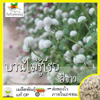 เมล็ดพันธุ์ บานไม่รู้โรย สีขาว 40 เมล็ด Globe amaranth white เมล็ดพันธุ์แท้ นำเข้าจากต่างประเทศ ปลูกผัก สวนครัว ถูกดี