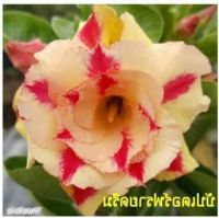 12 เมล็ด เมล็ดพันธุ์ ชวนชม สายพันธุ์ไต้หวัน ดอกสีเหลือง Adenium Seeds กุหลาบทะเลทราย Desert Rose ราชินีบอนไซ อัตราการงอกสูง 80-90% มีคู่มือปลูก