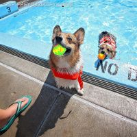 │ Conjunto De Bolas Gua Com Enchimento Rápido Bola Bomba Gua Releáluta Aquática Verpiscina Brinquedo Praia ชิ้น/ชุด