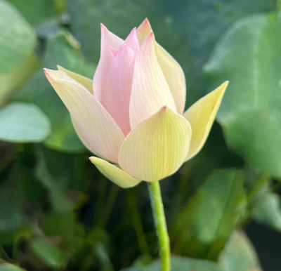 5 เมล็ด บัวนอก บัวนำเข้า บัวสายพันธุ์ Beauty Ning Lotus สีขาว สวยงาม ปลูกในสภาพอากาศประเทศไทยได้ ขยายพันธุ์ง่าย เมล็ดสด