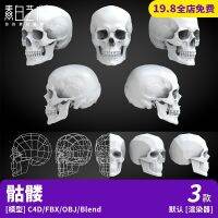 Three blend human skull skull skull anatomy anti-embrittlement C4D model 3 d rendering fang binxing C647 low surface material