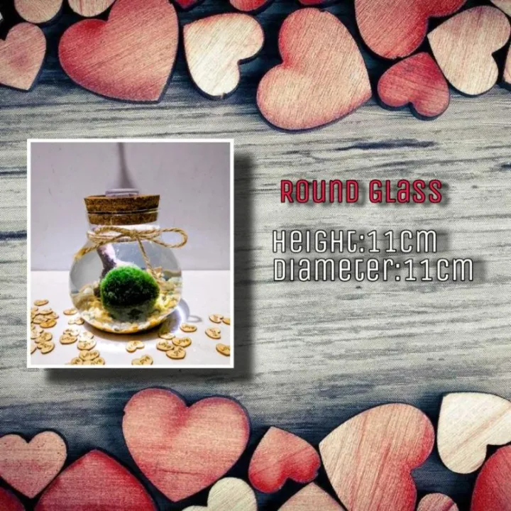 Marimo Moss ball starter kit Lazada PH