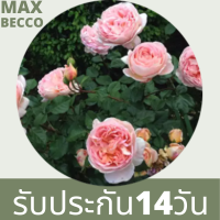 30 เมล็ด เมล็ดพันธุ์ Seeds  กุหลาบ พันธุ์ Abraham Darby Rose Seeds ดอกใหญ่ นำเข้าจากต่างประเทศ พร้อมคู่มือ เมล็ดสด ใหม่