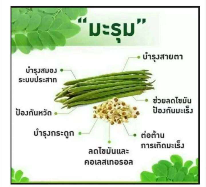 มะรุม-ซี-กิฟฟารีน-มะรุมผสมวิตามินซี-แคปซูล-ตรา-กิฟฟารีน-moringa-with-vitamin-c-capsule-dietary-supplement-giffarine-brand