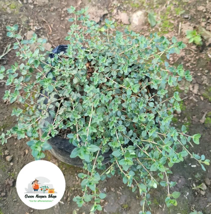 Thyme ( Anti Mosquito Plant ) Live Plant ( STRICTLY LUZON ONLY ) Herb Plant ( Real Plant, and