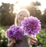 1 หัว/ออเดอร์ รักเร่ Dahlia Bulbs สายพันธุ์ Lilac Time หัวรักเร่ ดอกไม้ หัวหน่อ เหง้า นำเข้า เนเธอร์แลน หัวสดใหม่