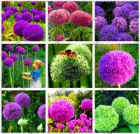 50เมล็ด Creative Giant Onion Seed Allium Flower Seed เมล็ดดอกไม้สวย เมล็ดดอกไม้ พันธุ์ดอกไม้ ต้นไม้ประดับ ดอกไม้จริง ต้นไม้มงคล plants ต้นไม้หายาก