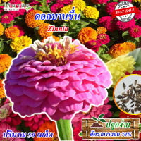 ซองเมล็ดดอกไม้ ดอกบานชื่น Zinnia 50 เมล็ด คละสี เมล็ดคุณภาพ