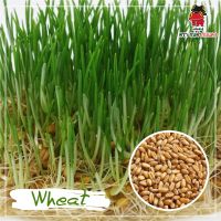 ?Wheat - ต้นอ่อนข้าวสาลี : ขนาด 300 กรัม(6,900 เมล็ด) ราคา 199 บาท
