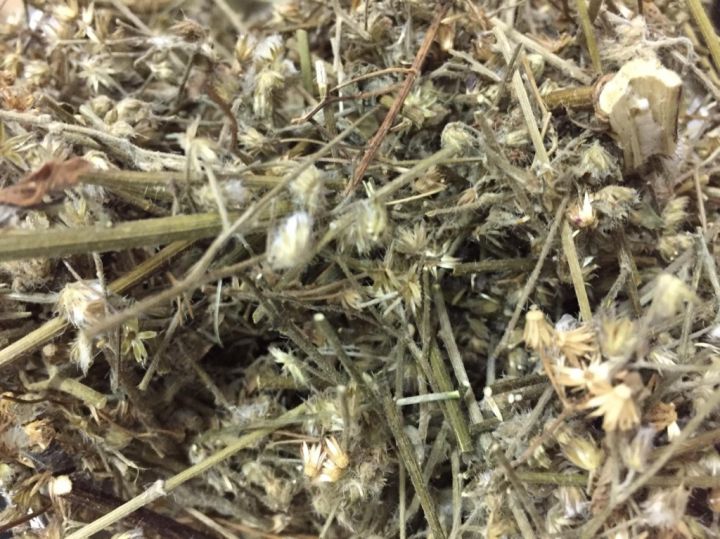 หญ้าดอกขาว-หญ้าดอกขาวแห้ง-หญ้าหมอน้อย-ขนาด-100-กรัม-little-ironweed-ลดความอยากอาหาร-ลดการอยากบุหรี่-มีสรรพคุณมากมาย-กินง่าย-มีรสชาติดีเยี่ยม-ควรระวังในการใช้ในผู้ป่วยโรคหัวใจและโรคไตเนื่องจากสมุนไพรชน