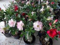 10 เมล็ด เมล็ดพันธุ์ ชวนชม สายพันธุ์ฮอลแลนด์ คละสี Adenium Seed กุหลาบทะเลทราย Desert Rose ราชินีบอนไซ อัตราการงอก 80-90% มีคู่มือปลูก