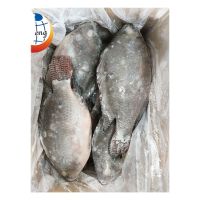 frozen aquatic products fresh tilapia fish