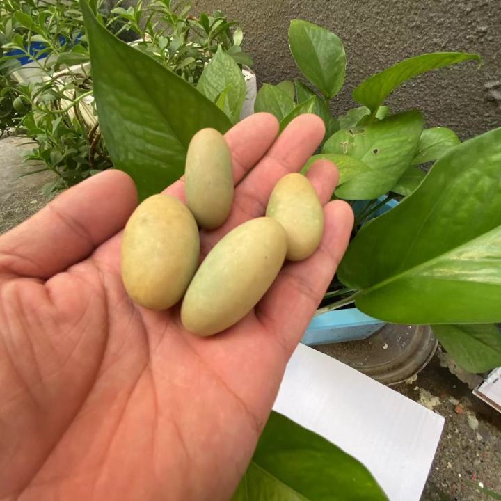 หินธรรมชาติส่องสว่างหินวงรีอัญมณีดิบเรืองแสงในหินมืดคริสตัลหินหยาบตัวอย่างการรักษาแร่ธาตุ