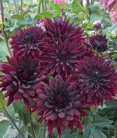 1 หัว/ออเดอร์ รักเร่ Dahlia Bulb สายพันธุ์ Black touch หัวรักเร่ ดอกไม้ หัวหน่อ เหง้า นำเข้า เนเธอร์แลน หัวสดใหม่