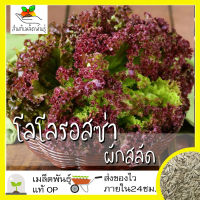 เมล็ดพันธุ์ ผักสลัด โลโลรอสซ่า 500 เมล็ด Lollo Rossa Lettuce Seed เมล็ดพันธุ์แท้ นำเข้าจากต่างประเทศ ปลูกผัก สวนครัว