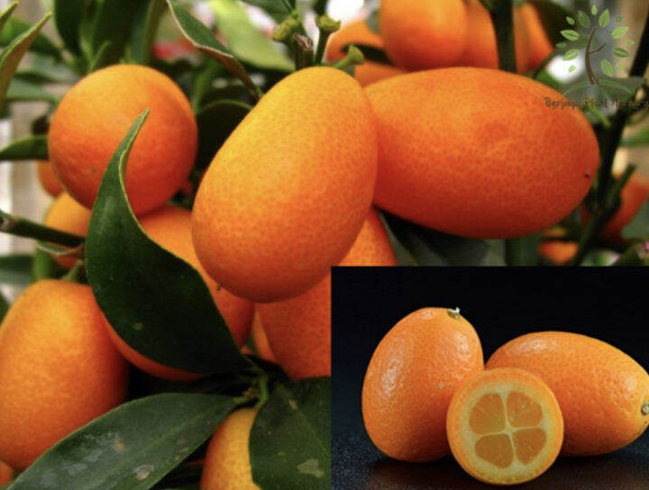 Malaysia Stock Safe Delivery Pokok Limau Kumquat Hybrid/Limau Anggur