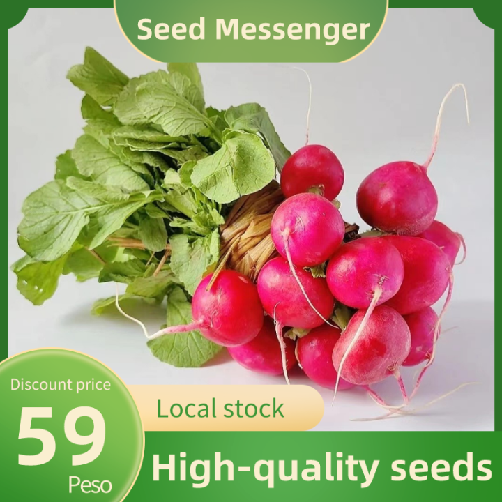 （Red Cherry Radish Seed 250 Seeds）Labanos Seeds Fruit Mini Radish