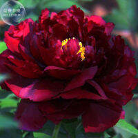 20 เมล็ด เมล็ดโบตั๋น ดอกโบตั๋น ดอกพีโอนี (Peony) สีแดง Red Peony ดอกไม้นี้​เป็นสัญลักษณ์ของความมั่งคั่งร่ำรวย ความซื่อสัตย์ อัตราการงอก 70-80%