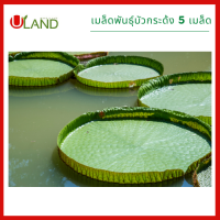 Uland เมล็ดพันธุ์บัวกระด้ง 5 เมล็ด บัววิกตอเรีย บัวน้ำ บัวสวยงาม เมล็ดพันธุ์บัว บัวตกแต่ง บัวกระด้ง บัวยักษ์ บัวคนนั่งได้