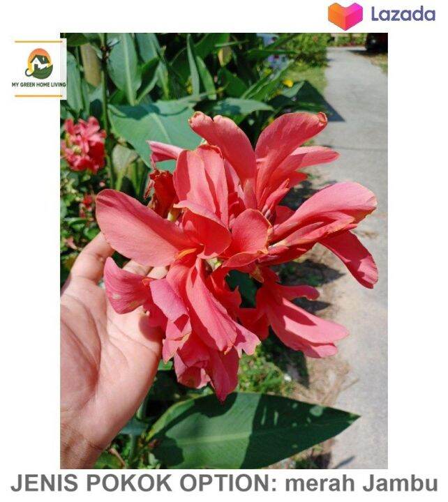 Pokok Hidup Tanaman Hias Bunga Tasbih Atau Canna Lily Merah Merah Jambu Kuning Enhance Your