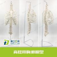 Medical human thoracic spine structure model the whole spine bone sternum ribs chest skeletons sacral vertebrae model