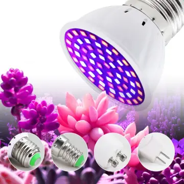 Uv lamp online plant